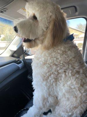 Fresh after his most recent grooming. Our 80 pound 9 month old pain in the butt goldendoodle