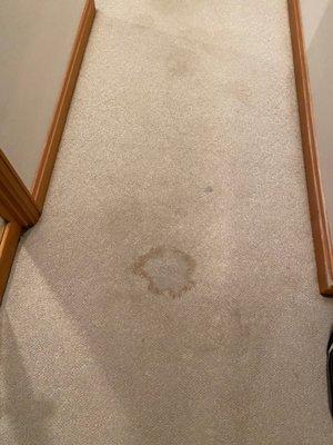 Drip on carpet from leak in ceiling