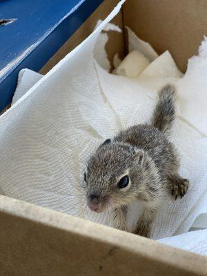 Baby squirrel brought to Sunshine Haven