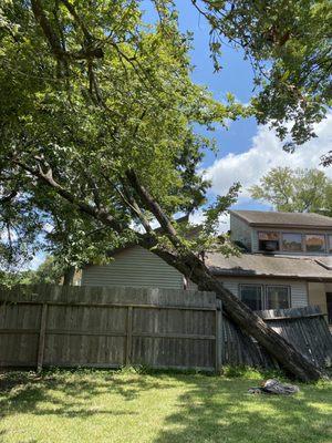 Luxury Tree Service And Landscape