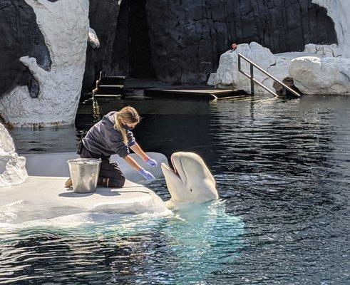 Beluga Whale being fed