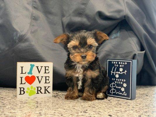 Live, love, bark