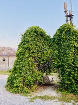 Hidden Inside the Japanese arrowroot is a lovely swing to have morning tea/coffee etc.,