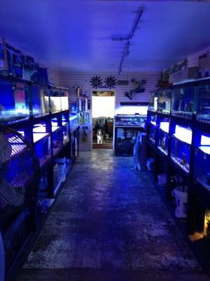 In addition to our saltwater livestock we sell equipment for setting up your own reef tank or freshwater pond