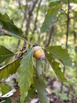 Oak leaves and acorns