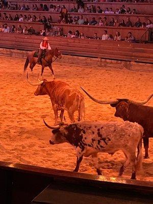 Texas Long Horns strutting