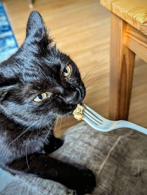 My cat enjoying the egg from the Veggie Drunken Noodle