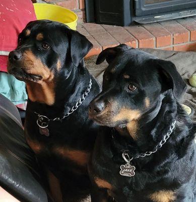 Moe & Jaxx are waiting for their Christmas presents.