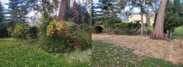 Before & after of our landscaping