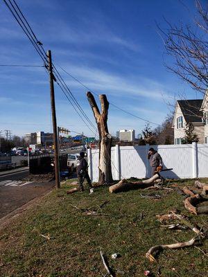 Dead tree removal