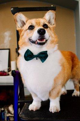 Hobbit the corgi