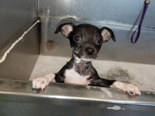 Kirby getting a bath when he was a wee baby.