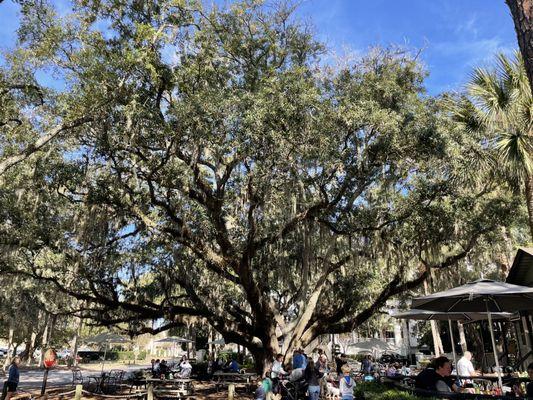 Live Oak tree in front