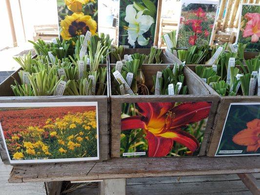 Bins of colorful daylily plants for sale.