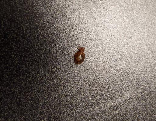 Yes, this is a bed bug that was crawling across my covers.