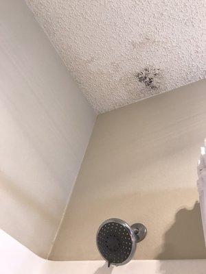 Mold in shower