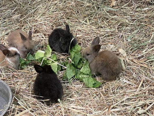 The cutest bunnies