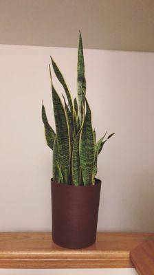 snake plant variation