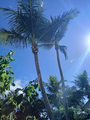 Palm trees Trimming