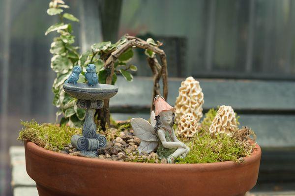 A tiny fairy garden