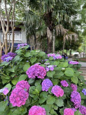 Gorgeous hydrangeas all over the property