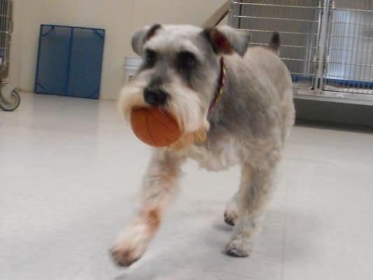 Small dog room playing