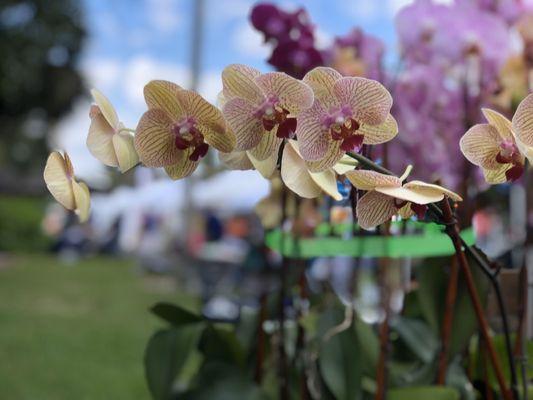 Orange Blossom Festival