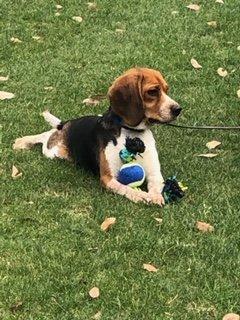 Lucy - Bed Bug Detection Canine