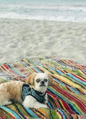 Mocha Coconut chilling on the beach. Canova Dog Beach is dog friendly. Must be on leash, but there are many that are not