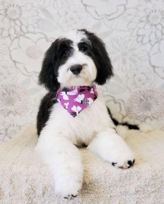 Butter's first ever groom at 4 months old. Even laid down to pose for a pic!