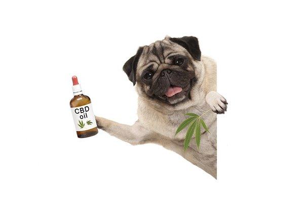 Dogs Suffer from Anxiety Too Try CBD