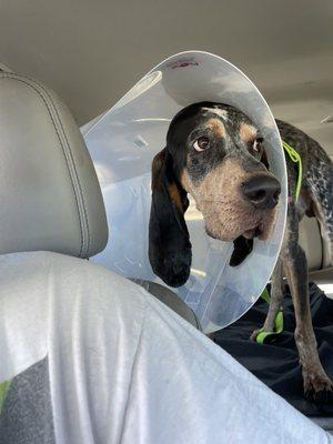 My dog, Boozer, after his surgery to get neutered.