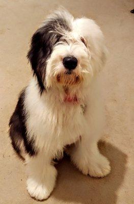 Chelsea my Old English Sheepdog Puppy that Dr. Weber cares for and boards.