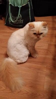 My Himalayan got a great teddy bear cut from the groomers at Lakeside Animal Hospital! I am so pleased on how she looks!