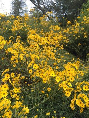 These beauties bloom in autumn near the playground and shelters!