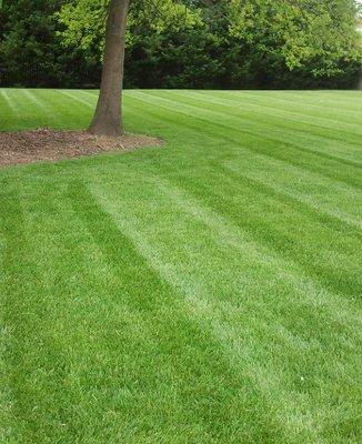 Creating stunning lawns is our specialty!