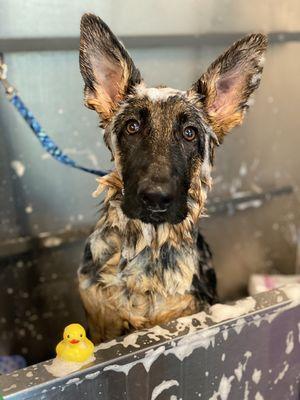 Puppy's first bath