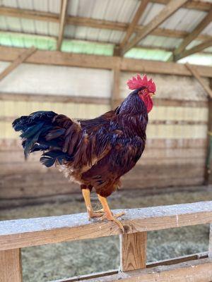 Mr Rooster watches over his goat friends