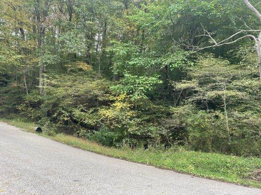 Roadside leaves changing...