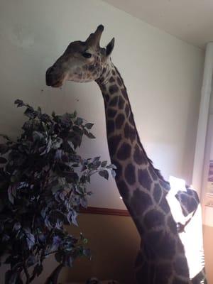 Stuffed giraffe head... Pretty awesome