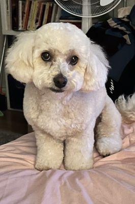 Teddy with heart shaped groom!