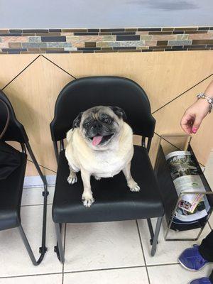 Porkchop in the waiting room