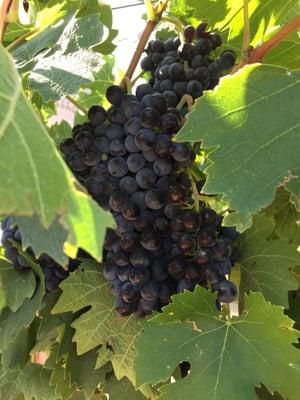 Amazing harvest of beautiful Sangiovese grapes