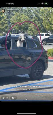 Cute dog in the parking lot