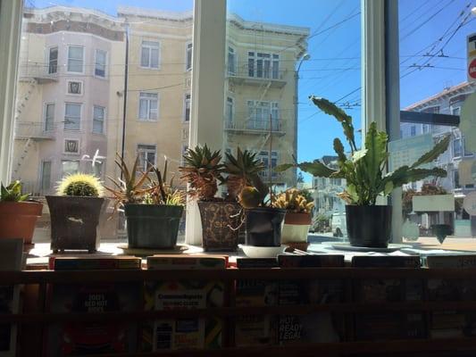 Sunny little succulents in the window.