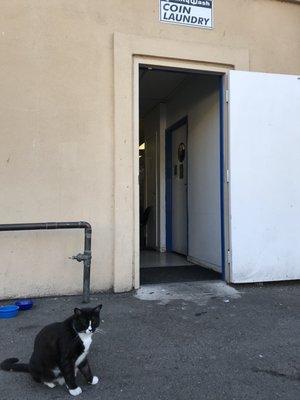 Mr. Felix- the laundromat cat. Don't take him home or feed him. He's manager of "pest control".