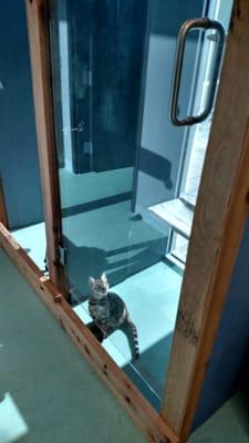 Cat Boarding - large glass condos with outside views