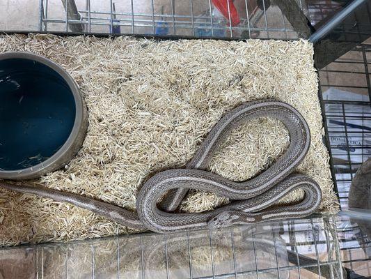 Lavender female corn snake