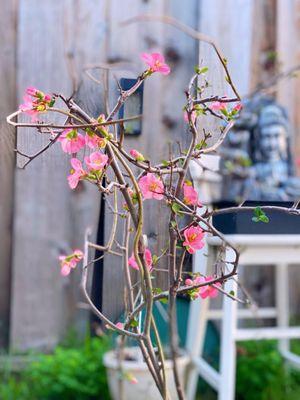 Bought this Blossoms at the front door vendor for Tet