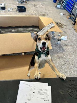 Scout overseeing the installation of a decked drawer system. He's a Mr. Know it all.